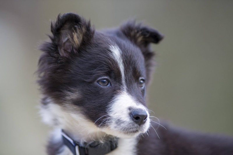 Für echte Prinzen unter den Hunden: Der Name Oskar.