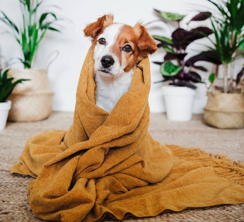 Für kleine, freundliche Hunde eignet sich der Name Bilbo.