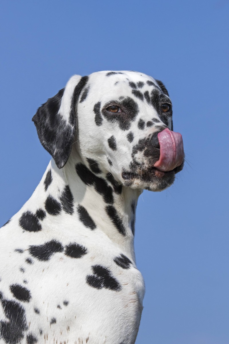 Hunde sind schließlich die Freunde des Menschen. Warum sie also nicht auch so nennen?