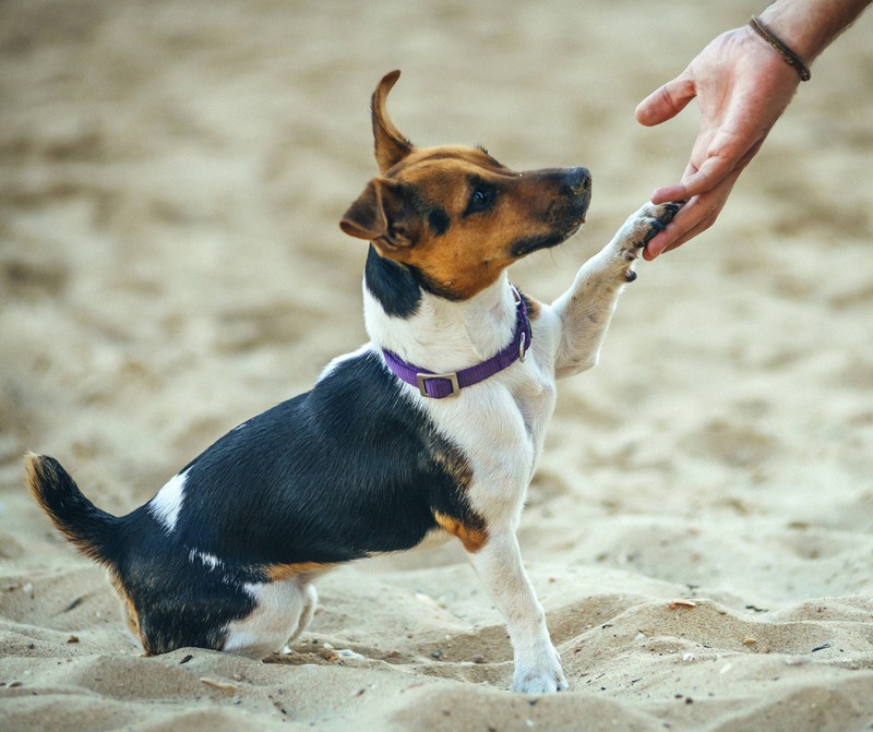 Zora ist ein wirklich toller Name für einen Hund!