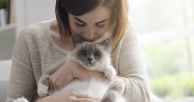 10 Dinge, die jeder Katzenhalter wissen sollte