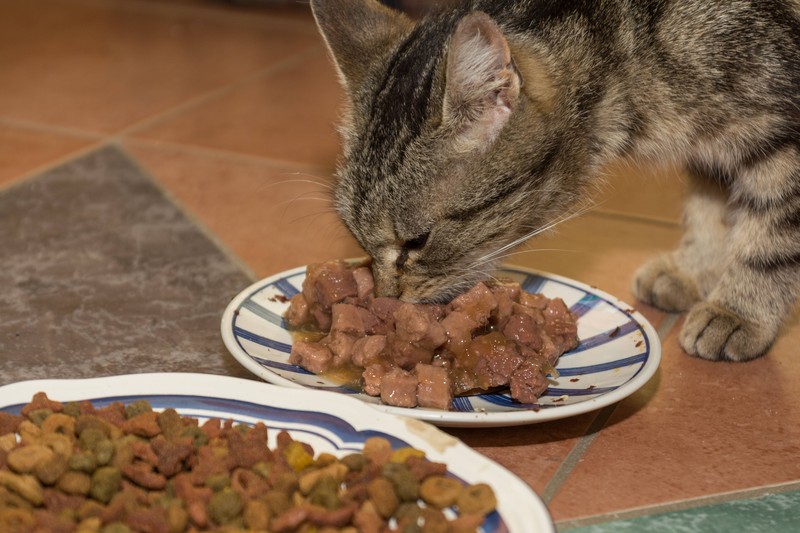 Für eine ausgewogene Ernährung brauchen Katzen Nassfutter.