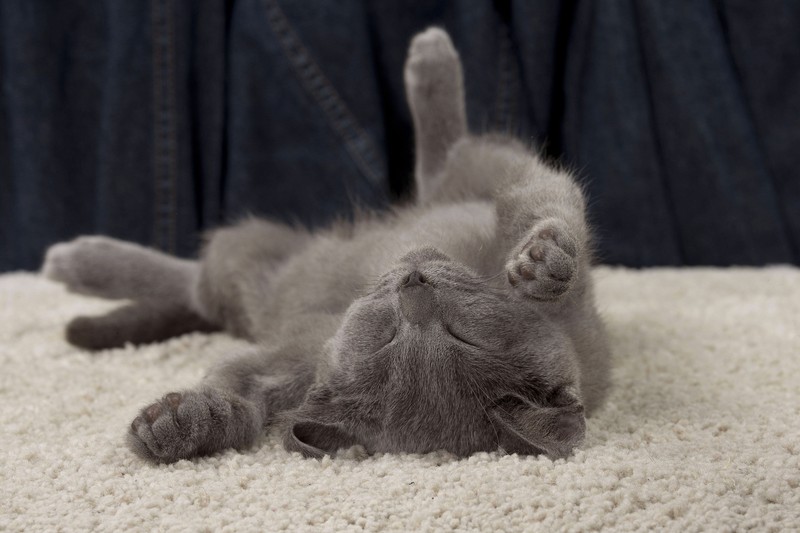 Katzen benötigen sehr viel Schlaf, bis zu 16 Stunden.