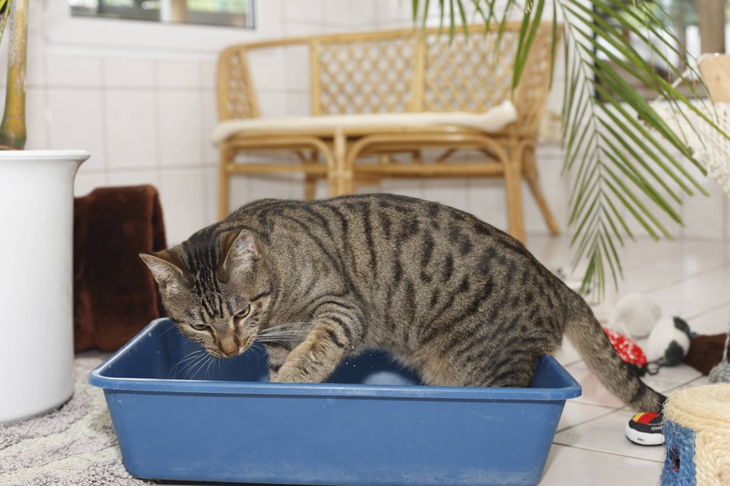 Katzen, die nicht ins Katzenklo urinieren, sondern in die Wohnung, sind gestresst.