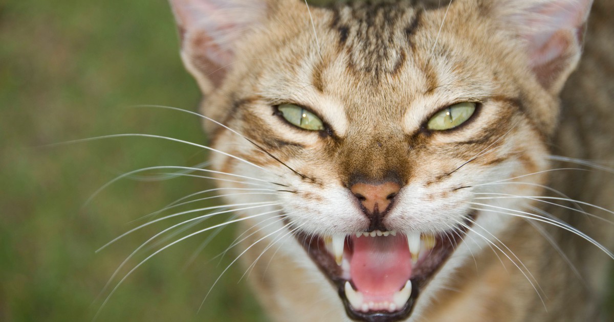 Katzen verstehen: 17 Dinge, die jeder Katzenhalter wissen sollte