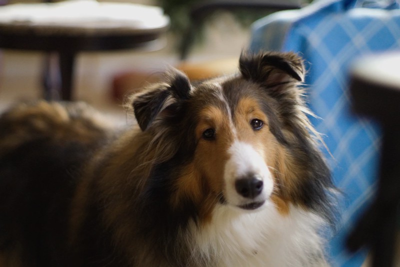 Hund
