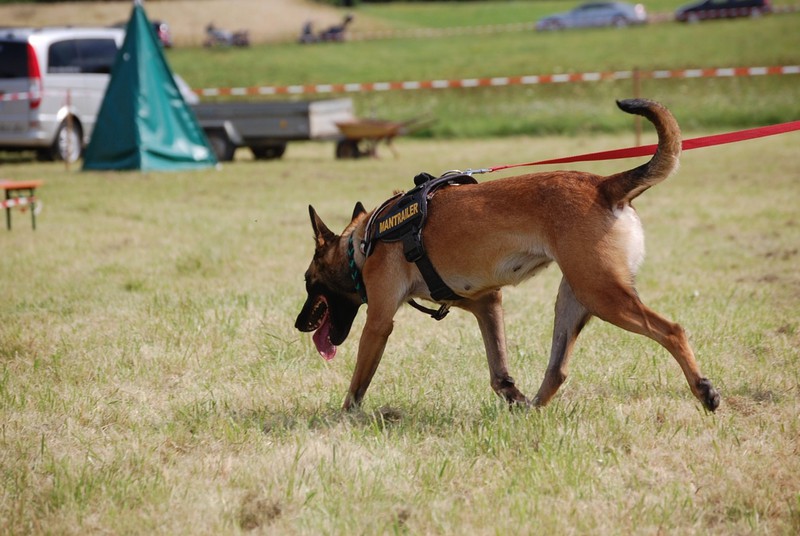 7 Jobs, für die Hunde eingesetzt werden