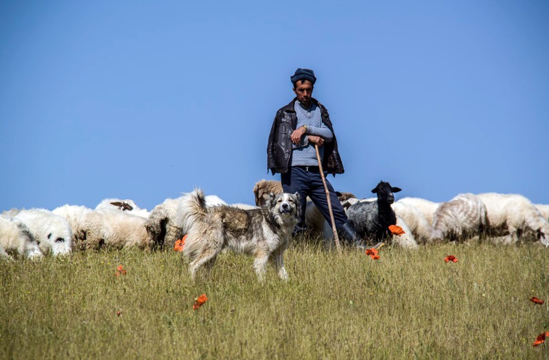 7 Jobs, für die Hunde eingesetzt werden