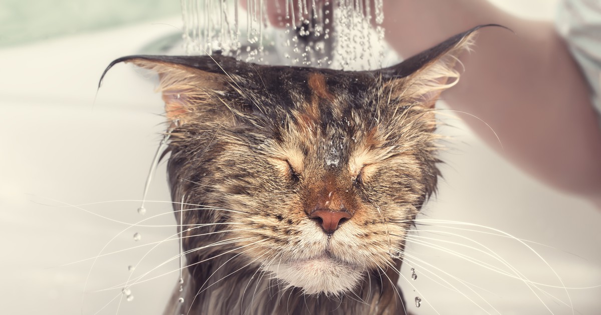 Müssen Katzen baden?