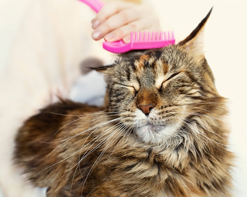 Es gibt einige Tipps, wie du die Fellpflege für deine Katze deutlich angenhemer machen kannst.