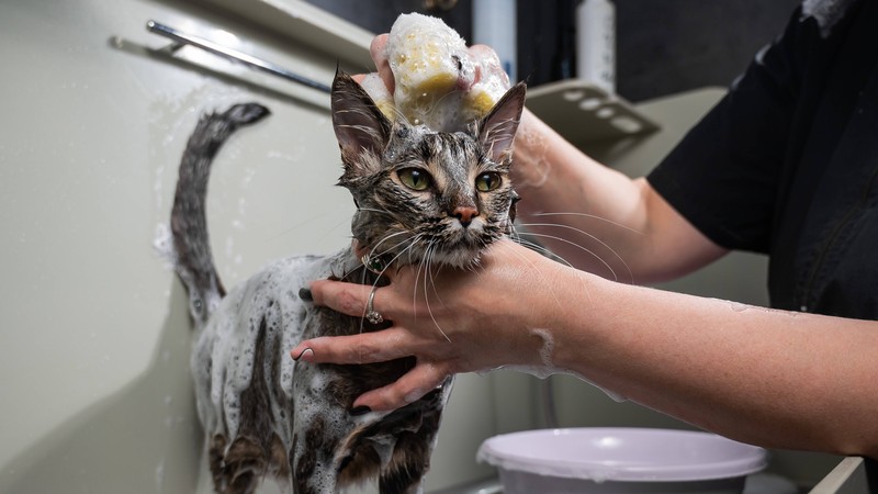 Gehe beim Baden vorsichtig vor und beruhige deine Katze. Am besten ihr seid zu zweit.