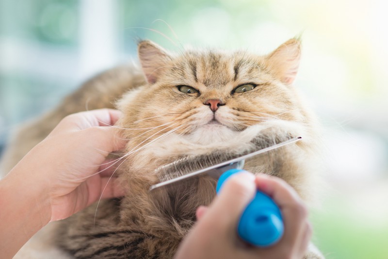 Katze wird gebürstet