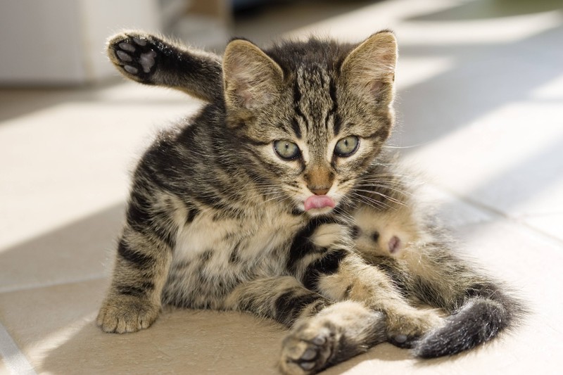 Katzen putzen ihr Fell in der Regel auch den Tag über selber. Eine Dusche ist deshalb grundsätzlich nicht ständig nötig.