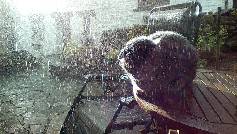 Nasse Katze sitzt auf Tisch im Regen