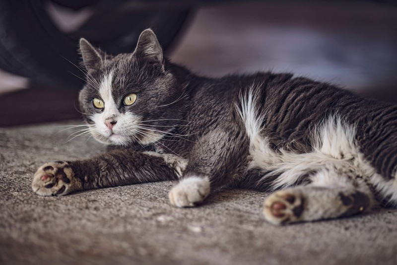 So bleibt deine Katze sauber und darfst du sie eigentlich duschen?