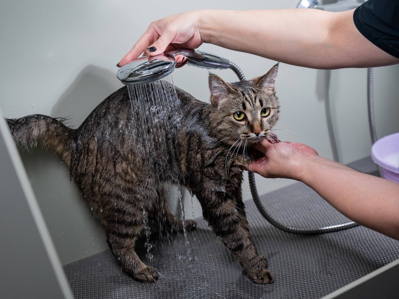 Vor allem bei Freigänger-Katzen kann ein Bad nötig sein, gerade wenn sie sich im Kot anderer Tier gewälzt hat.