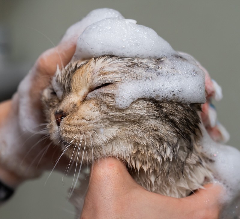 Wichtig! Wenn du deine Katze baden möchtest, dass ist das erst ab einem bestimmten Alter möglich.