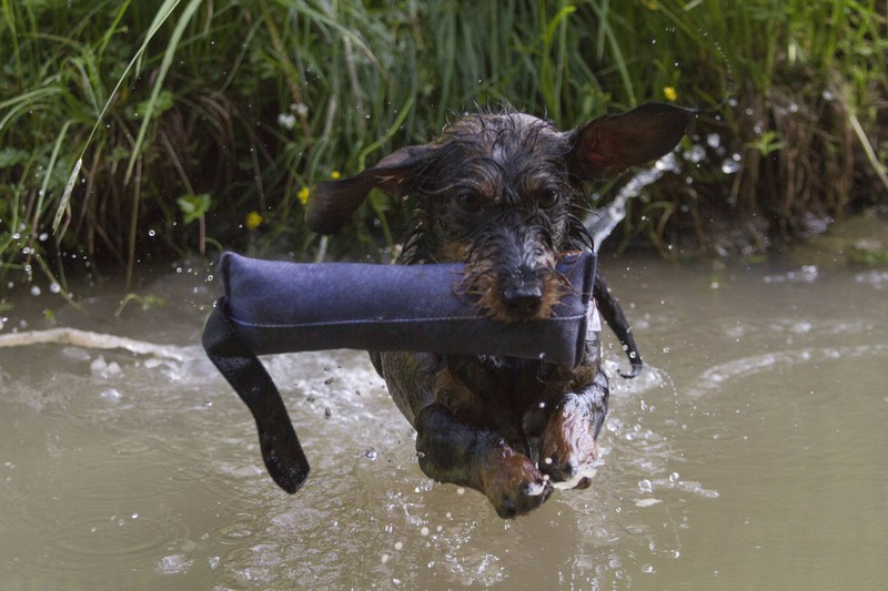 An freien Gewässern sollten Hundehalter:innen vor allem darauf achten, dass ihre Hunde keinen Entenkot fressen.