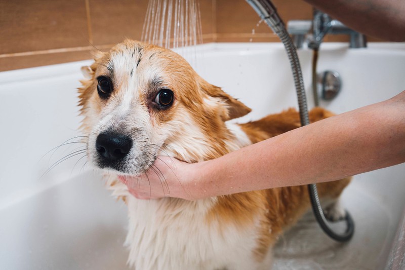 Badewannenscheue Hunde kann man ans Baden gewöhnen.