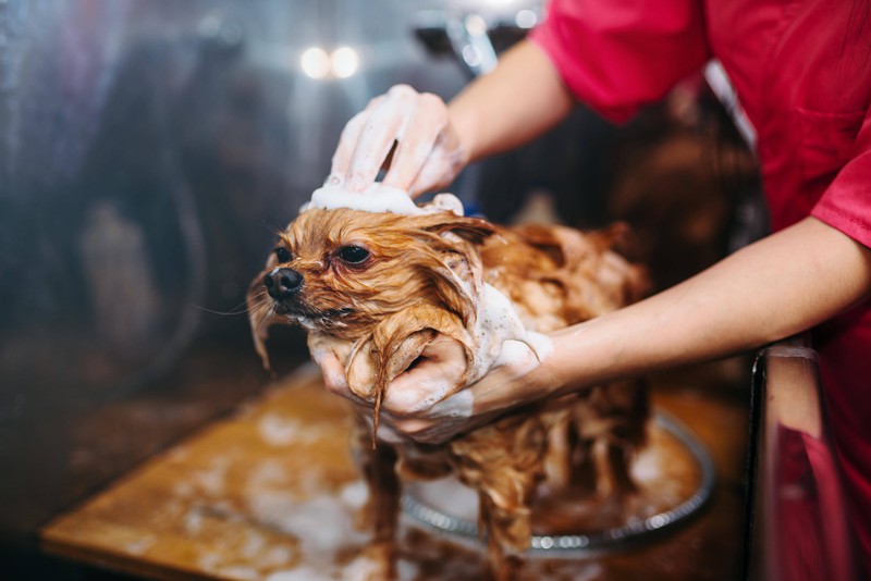 Ein Hundesalon kann Hundehalter:innen, die ihren Hund nicht selber baden können, helfen.