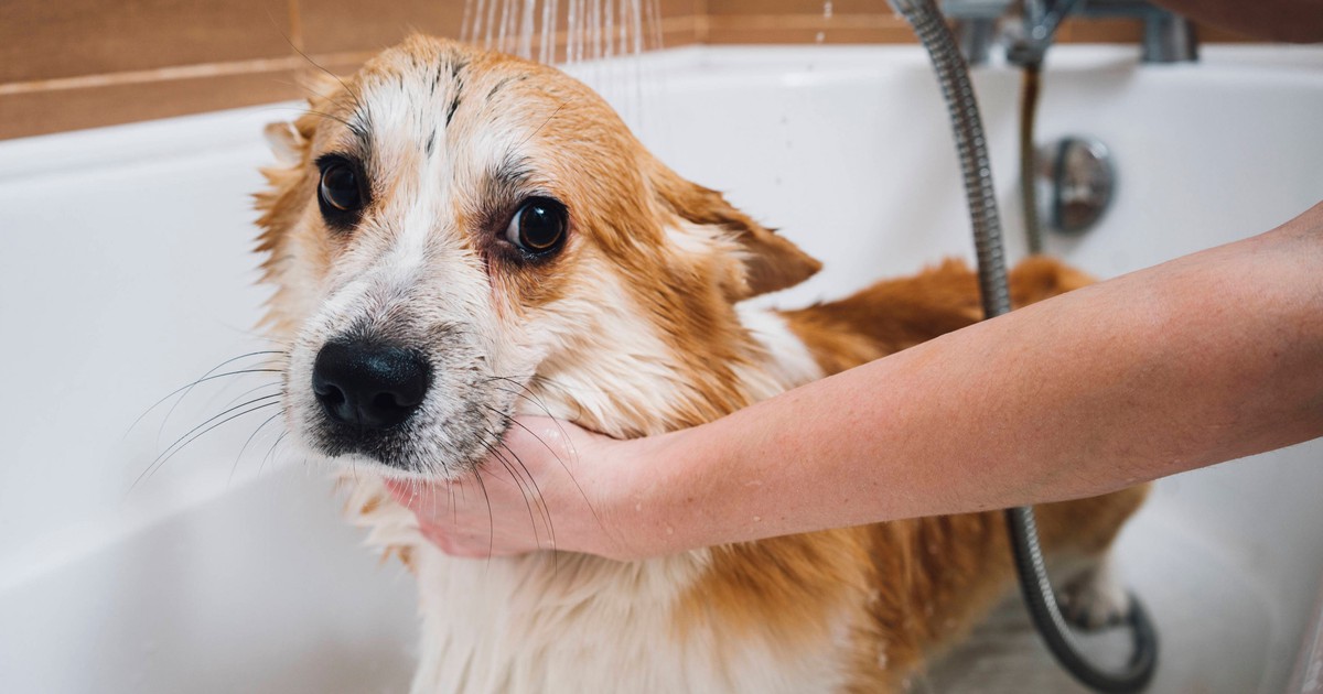 Fellpflege bei Hunden: Müssen Hunde baden?