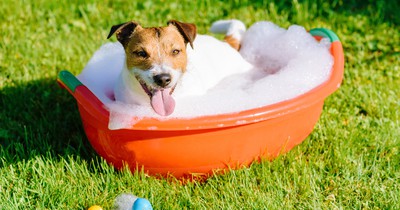 Müssen Hunde baden?