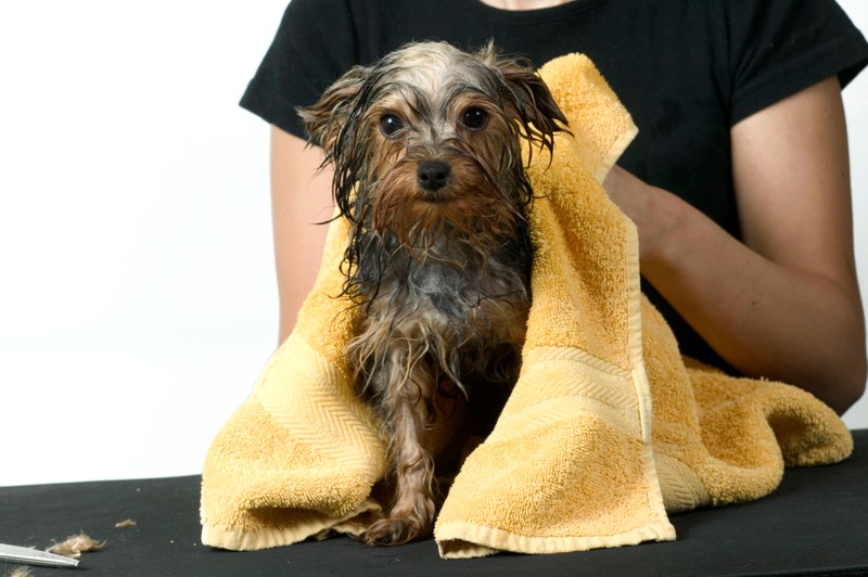 Yorkshire Terrier sollten ab und zu mit Shampoo gepflegt werden.
