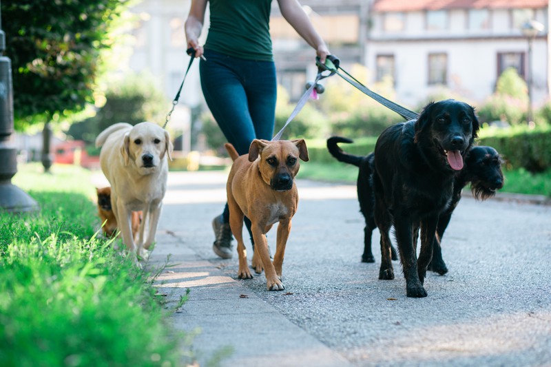 Hundesitter geht mit Hunden spazieren, während Besitzer arbeitet