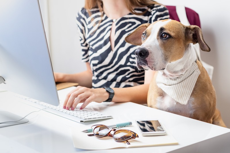 Hund schaut Frauchen beim Homeoffice zu