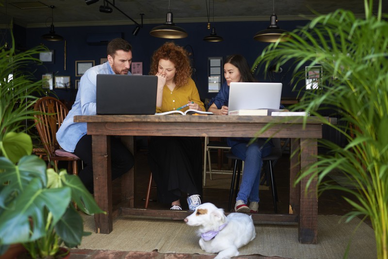 Hund liegt auf einer Terrasse im Büro