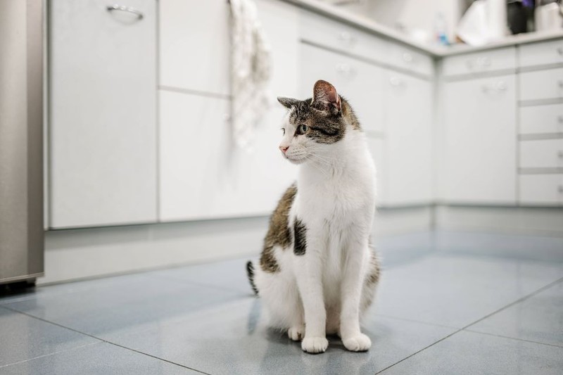 Katzen, die in einer Wohnung in der Küche herumschleichen, machen häufig viel Dreck