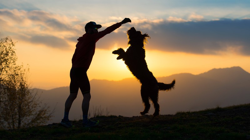 Ein Mythos über Hunde ist, dass sie sich respektlos verhalten.