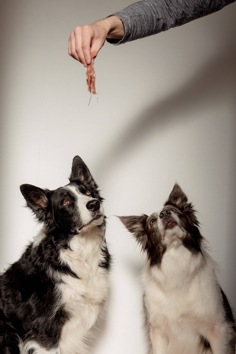 Manche Hunde essen auch gerne rohes Fleisch. Was hat das für Auswirkungen?