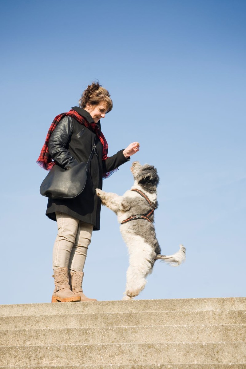 Warum springen Hunde ihre Besitzer und Besuch an?