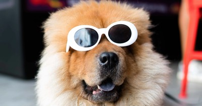 7 Mythen über Hunde und was wirklich dran ist