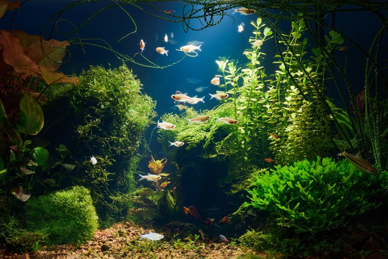 Aquarium mit Fischen