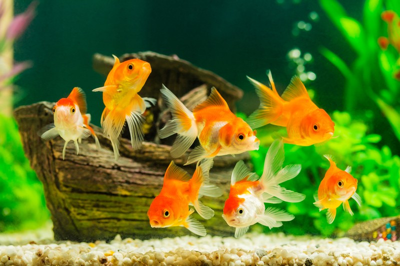 Viele fische über 50 datierung