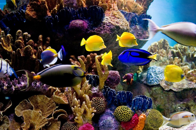 Fische schwimmen im Wasser