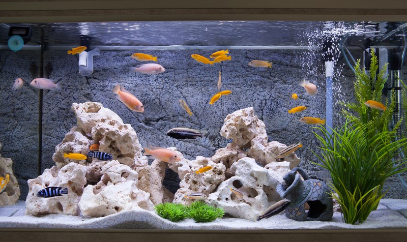 Fische schwimmen vor Steinen