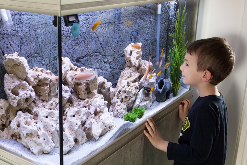 Kleiner Junge vor Aquarium