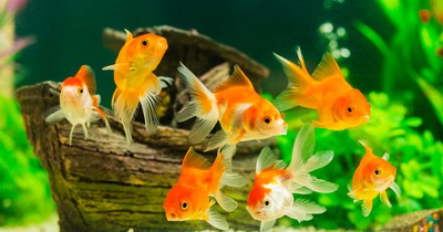 Fische als Haustiere: 10 Dinge, die du wissen solltest