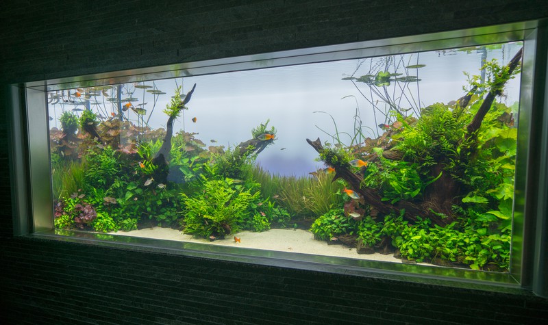 Ein sauberes Aquarium