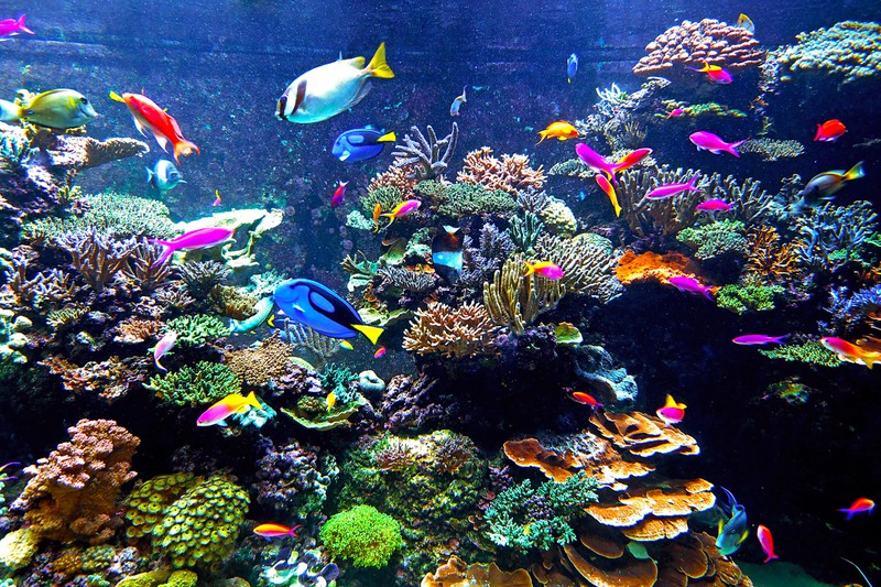Bunte Fische schwimmen