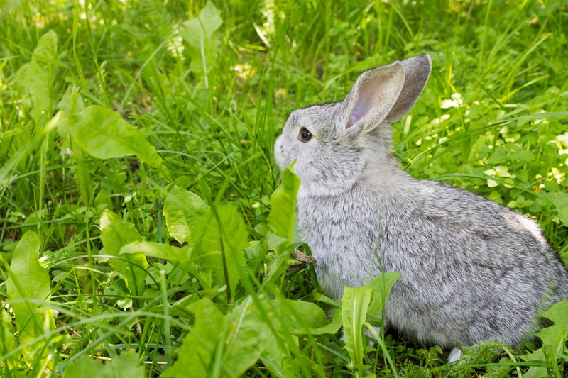 Das Kaninchen sieht nur in Grün- bzw. Blautönen.