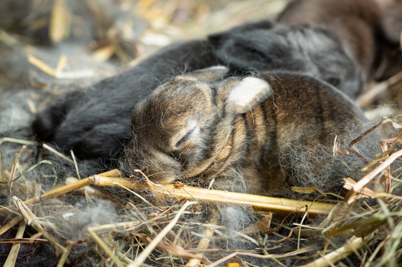 Ein Kaninchen-Fakt den niemand weiß ist, dass sie nie lange am Stück schlafen