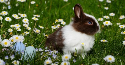 10 Fakten über Kaninchen, die du bestimmt noch nicht wusstest