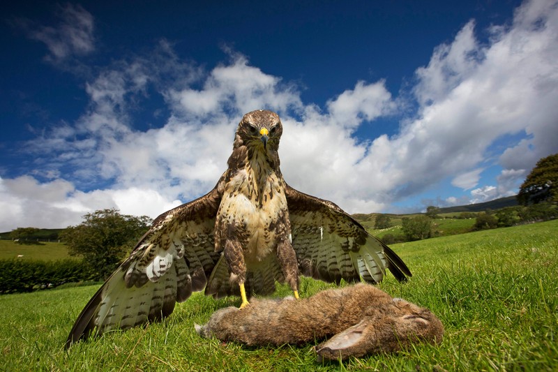 Kaninchen haben viele Feinde