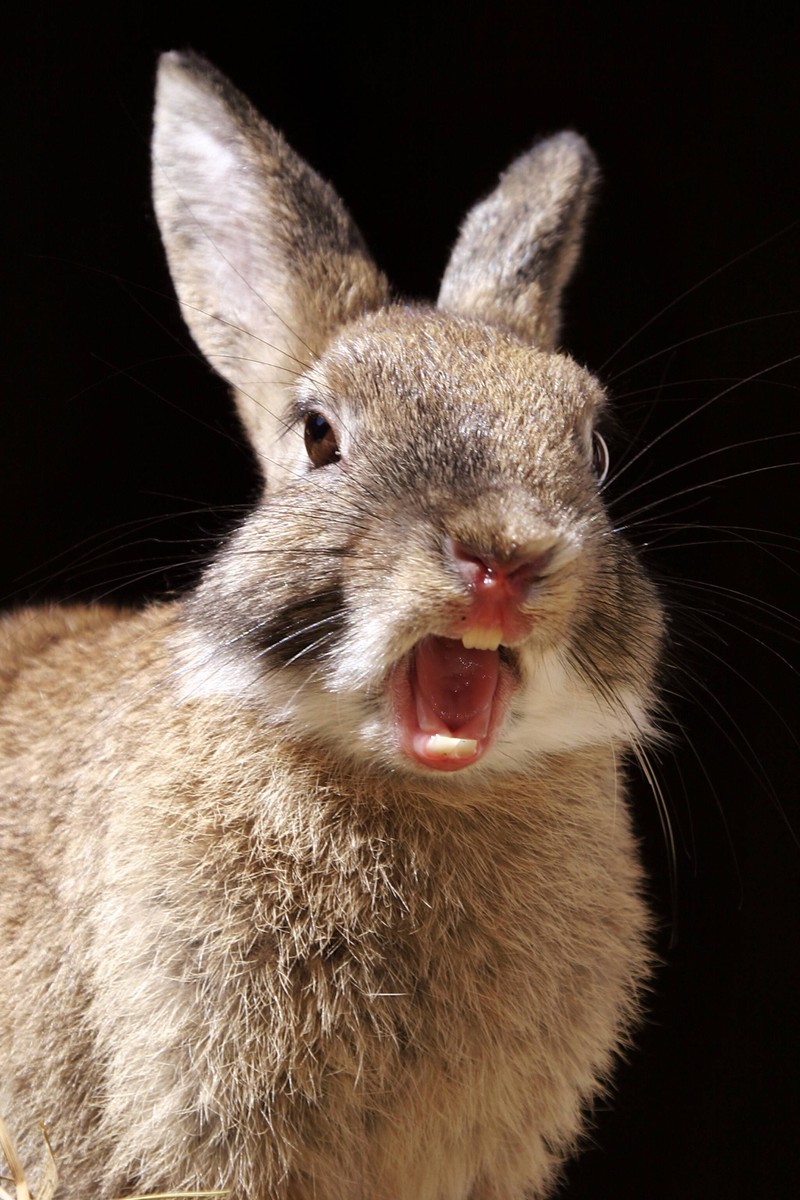 Nur in absoluten Notfällen schreien Kaninchen oder Hasen.