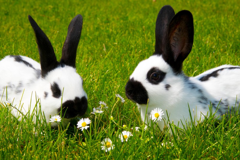 Süße Kaninchen, die einen großen Sichtkreis haben