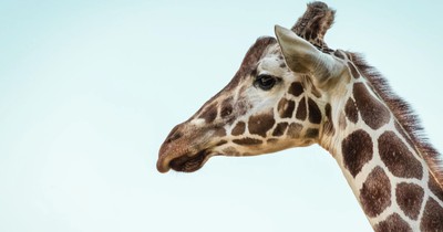 Tierquiz: Kennst du alle Tierfakten?